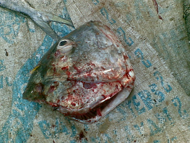 Fish's head