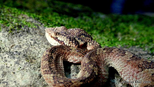 Pit Viper - Venomous Snake