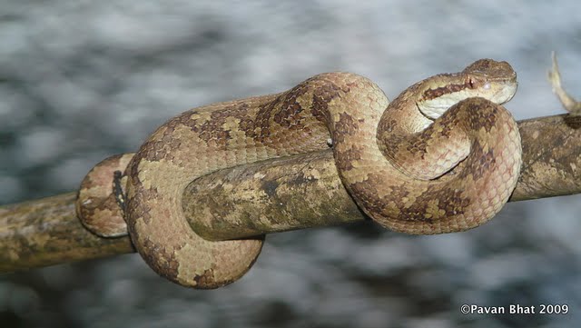 Pit Viper - Venomous Snake
