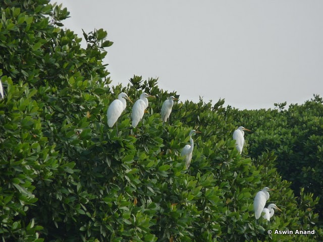 Birds at Pichavaram