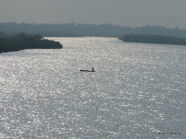 The lonely fisherman in the Pichavaram lake