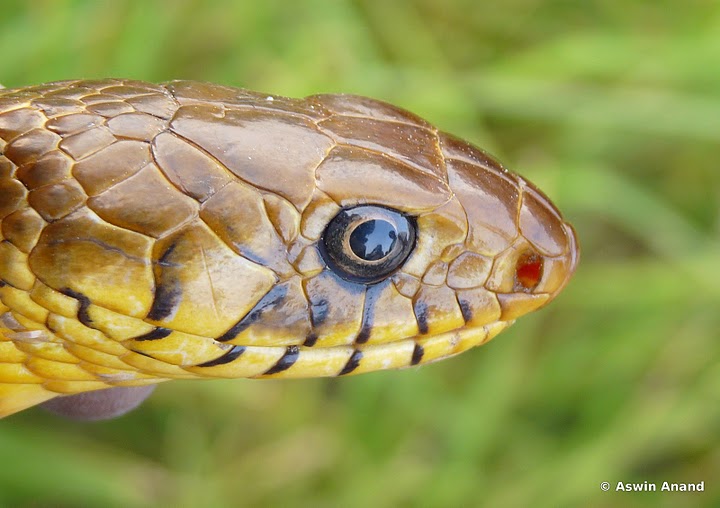 Eyes of the Rat Snake