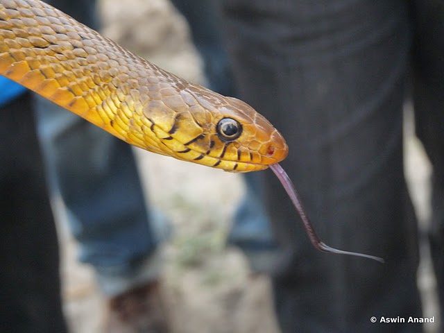 Tongue of the Rat Snake