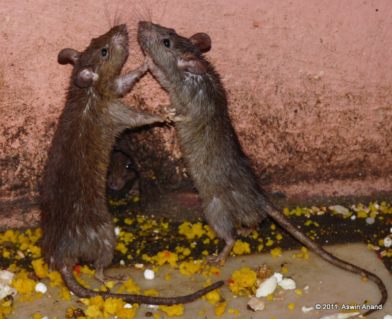 Rats at Karni Mata Temple, Bikaner