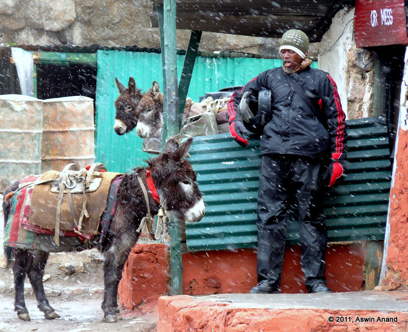 Donkey, Simon and Snow