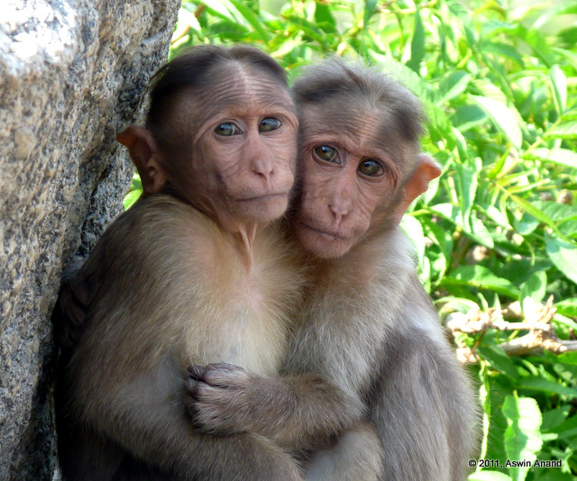 Hugging Monkeys at Siddara Betta